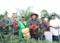 Bupati Muaro Jambi Dr. Bambang Bayu Suseno, SP. MM. M.Si Menghadiri Panen Raya Cabai di Desa Sungai Gelam