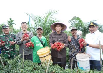 Bupati Muaro Jambi Dr. Bambang Bayu Suseno, SP. MM. M.Si Menghadiri Panen Raya Cabai di Desa Sungai Gelam