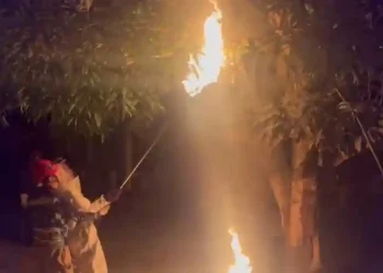 Damkartan Batang Hari Evakuasi Tawon Madu di Dekat SD 13 Rengas Condong