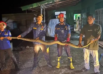 Damkartan Muaro Jambi Evakuasi Ular Sanca Sepanjang 4 Meter di Rumah Warga