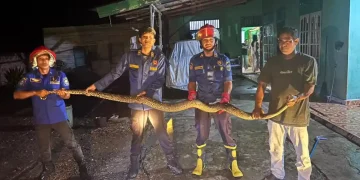 Damkartan Muaro Jambi Evakuasi Ular Sanca Sepanjang 4 Meter di Rumah Warga