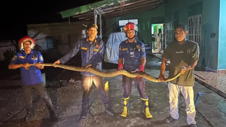 Damkartan Muaro Jambi Evakuasi Ular Sanca Sepanjang 4 Meter di Rumah Warga