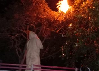 Damkar Jaluko Evakuasi Sarang Tawon Vespa di Perumahan Valencia