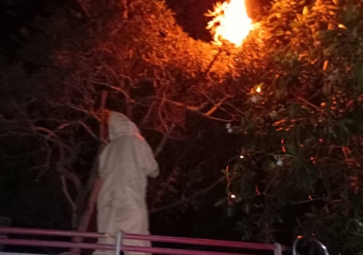 Damkar Jaluko Evakuasi Sarang Tawon Vespa di Perumahan Valencia