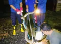 Ular Raksasa 4 Meter ‘Sambang’ Pekarangan Warga Sengeti di Malam Hari, Begini Aksi Petugas