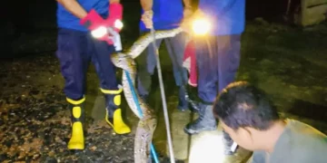 Ular Raksasa 4 Meter ‘Sambang’ Pekarangan Warga Sengeti di Malam Hari, Begini Aksi Petugas