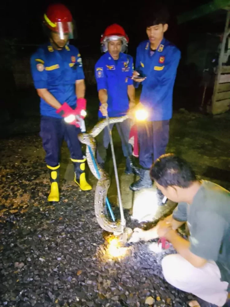 Ular Raksasa 4 Meter ‘Sambang’ Pekarangan Warga Sengeti di Malam Hari, Begini Aksi Petugas