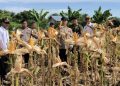 Dukung Ketahanan Pangan Nasional, BUMDES Tampui Jaya Panen Jagung di Serai Serumpun