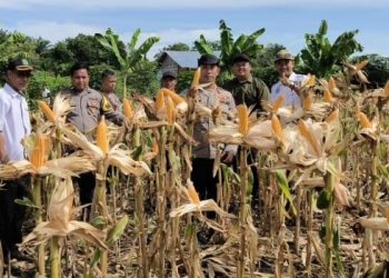 Dukung Ketahanan Pangan Nasional, BUMDES Tampui Jaya Panen Jagung di Serai Serumpun