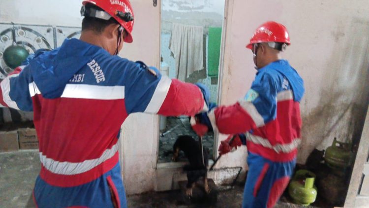 Anjing Liar Agresif Masuk Rumah Warga, Minta Bantuan Damkar untuk Evakuasi
