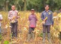 Polsek Serai Serumpun Dukung Ketahanan Pangan, Hadiri Panen Jagung BUMDes Tunas Baru