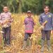 Polsek Serai Serumpun Dukung Ketahanan Pangan, Hadiri Panen Jagung BUMDes Tunas Baru