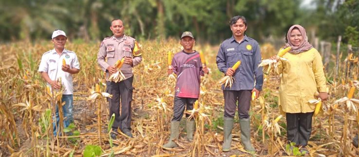Polsek Serai Serumpun Dukung Ketahanan Pangan, Hadiri Panen Jagung BUMDes Tunas Baru
