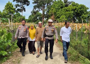 Dukung Ketahanan Pangan Nasional, BUMDES Sungai Karang Panen Jagung dan Lele di Lahan Rawa