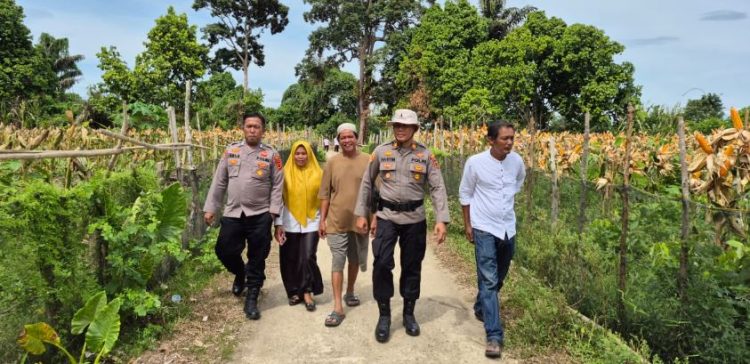 Dukung Ketahanan Pangan Nasional, BUMDES Sungai Karang Panen Jagung dan Lele di Lahan Rawa