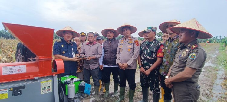 Bupati BBS dan Kapolres Muaro Jambi Gelar Panen Perdana Jagung di Desa Sakean