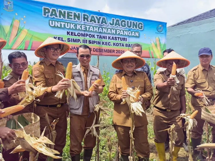 Panen Jagung di Tengah Kota, Wali Kota Jambi Apresiasi Inovasi Kelompok Tani Kasturi