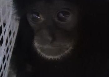 Polres Tanjab Timur Gelar Rekonstruksi Pembunuhan Lansia di Kebun Kelapa, Pelaku Peragakan 19 Adegan