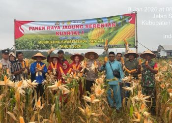 Polsek Mestong Gelar Panen Raya Jagung Serentak Kuartal I