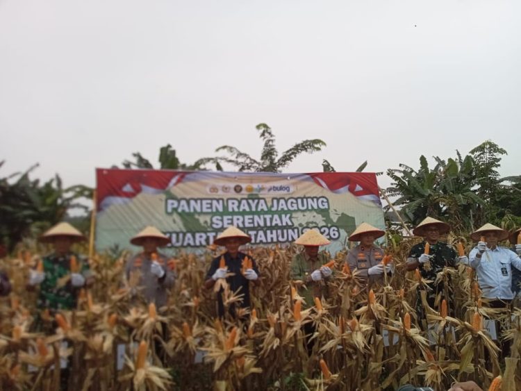 Wakapolda Jambi Bersama Wagub Jambi dan Kapolres Muaro Jambi Hadiri Panen Raya Jagung Serentak Kuartal I di Desa Tunas Mudo