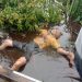 Jasad Pria Ditemukan Mengapung di Sungai Mendahara