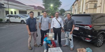 Penjual 2 Ekor Siamang Jantan di Jambi Ditangkap Polisi