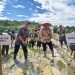 Bupati Kerinci Turun ke Sawah Bersama Petani, Dorong Swasembada Benih 2026