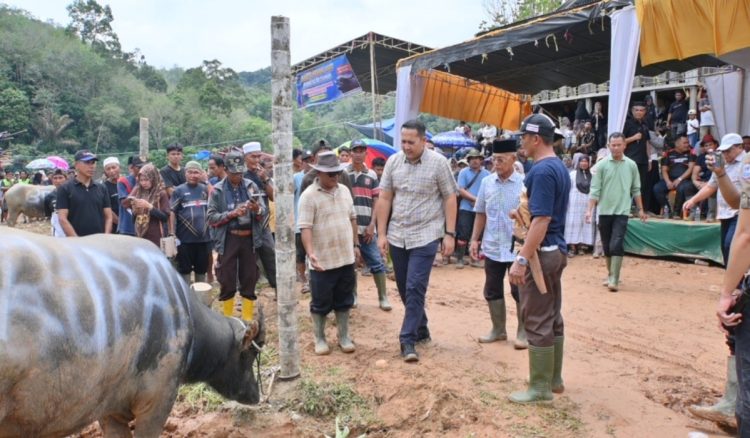 Mantai Kerbau Basamo Datuk Ba Empek Menti Nan Batigo, Bupati M. Syukur Jaga Tradisi Leluhur