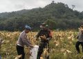 Bersama Masyarakat Baru Kibul, Jajaran Polsek Tabir Ulu Panen Jagung Perdana Melimpah.