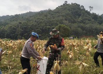 Bersama Masyarakat Baru Kibul, Jajaran Polsek Tabir Ulu Panen Jagung Perdana Melimpah.