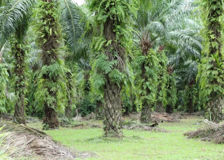 Bupati Muaro Jambi Resmikan Jembatan Camp Topo, Wujud Sinergi Pemerintah dan Swasta