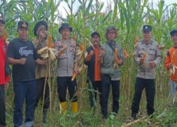 Polsek Jujuhan Dukung Ketahanan Pangan Lewat Panen Perdana Jagung Hibrida di Bungo