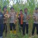 Polsek Jujuhan Dukung Ketahanan Pangan Lewat Panen Perdana Jagung Hibrida di Bungo