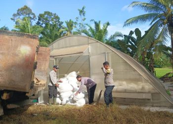 Di Tolak Pihak Bulog Karena Tidak Sesuai Kualifikasi, Polsek Tabir Ulu Bantu Warga Tabir Barat Jual Jagung Ke Tengkulak.