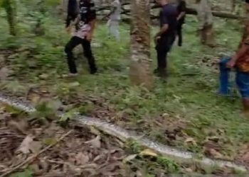 Seorang Warga di Kabupaten Batang Hari Tewas Dililit Ular Piton