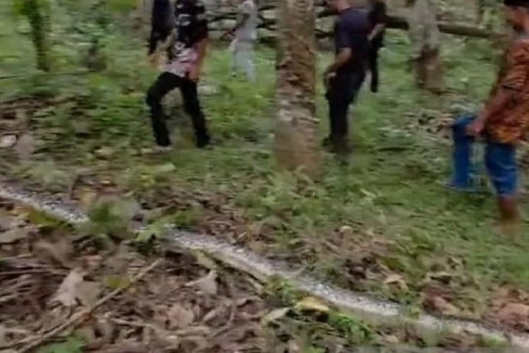 Seorang Warga di Kabupaten Batang Hari Tewas Dililit Ular Piton