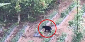 Tim BBTNKS Pantau Seekor Beruang yang Masuk ke Perkebunan Warga di Desa Sanggaran Agung