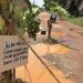 Jalan Mulus Cuma Mimpi, Warga Talang Belido Tanam Pohon Pisang di Jalanan Rusak