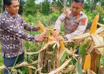 Kalapas Perempuan Kelas II B Jambi Meita Eriza Hadiri Penanaman Bibit Jagung dan Pelantikan DPD HKTI Jambi di Muaro Jambi