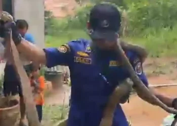 Ular King Kobra Masuk Rumah Warga Desa Pematang Gajah