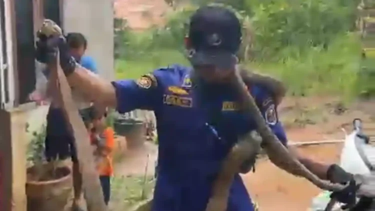Ular King Kobra Masuk Rumah Warga Desa Pematang Gajah