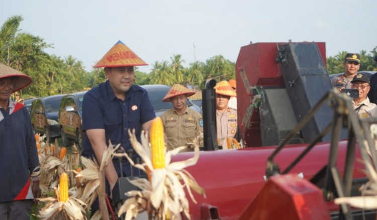Potensi Panen Capai Rp 1 Milyar, Bupati M. Syukur Yakin Merangin Jadi Lumbung Pangan Jambi