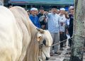 Bupati Anwar Sadat Serahkan Sapi Kurban Bantuan Presiden RI di Masjid Raya Al Muttaqin