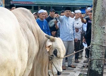 Bupati Anwar Sadat Serahkan Sapi Kurban Bantuan Presiden RI di Masjid Raya Al Muttaqin