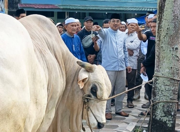 Bupati Anwar Sadat Serahkan Sapi Kurban Bantuan Presiden RI di Masjid Raya Al Muttaqin