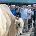 Bupati Anwar Sadat Serahkan Sapi Kurban Bantuan Presiden RI di Masjid Raya Al Muttaqin