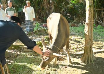Idul Adha 1447 H, Bupati M. Syukur Salurkan Enam Ekor Sapi Kurban