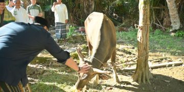 Idul Adha 1447 H, Bupati M. Syukur Salurkan Enam Ekor Sapi Kurban