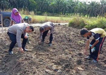 Dukung Ketahanan Pangan Nasional, Polsek Bahar Selatan Laksanakan Penanaman Jagung 1 Hektare