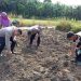 Dukung Ketahanan Pangan Nasional, Polsek Bahar Selatan Laksanakan Penanaman Jagung 1 Hektare